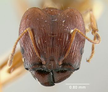 Media type: image; Entomology 20651